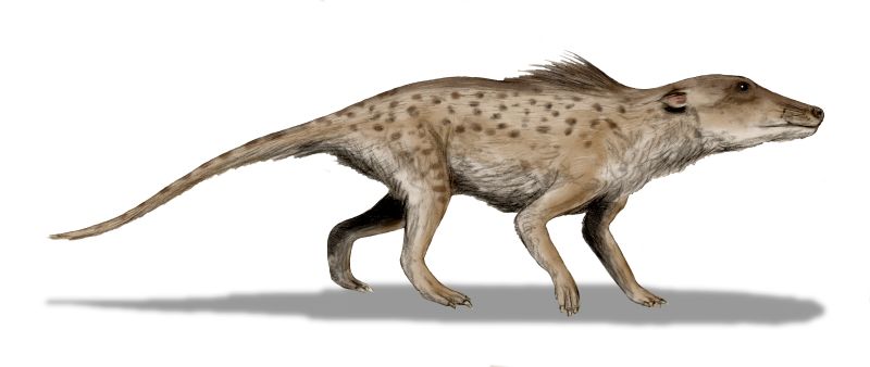 File:Pakicetus.jpg