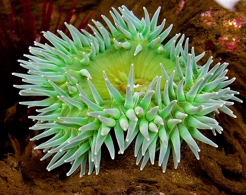 File:Anemone129181039 689f0201bf.jpg