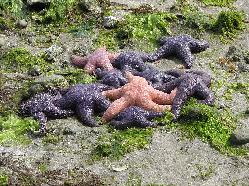 File:Ochre sea stars.jpg