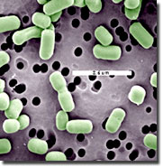File:Lactobacillus brevis.jpg
