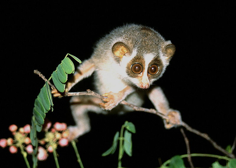 File:Loris lydekkerianus nordicus.jpg