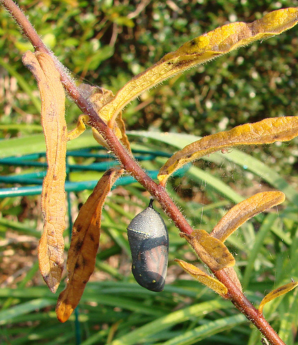 Ficheiro:Monarch Butterfly Cocoon.jpg