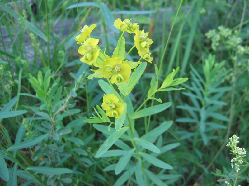 File:Euphorbia esula.jpg