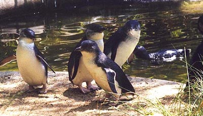 File:Group of Blue Penguins - Version Two.jpg