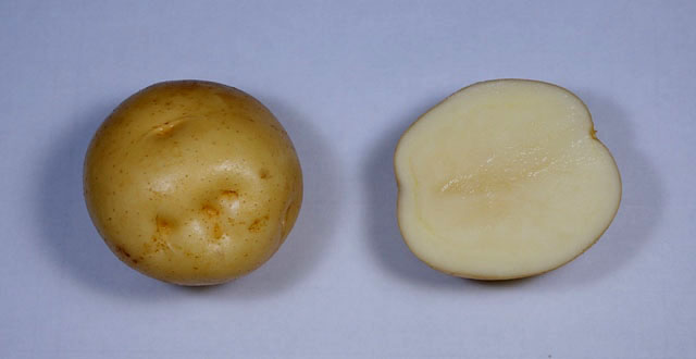 File:Potato cv IrishCobbler.jpg