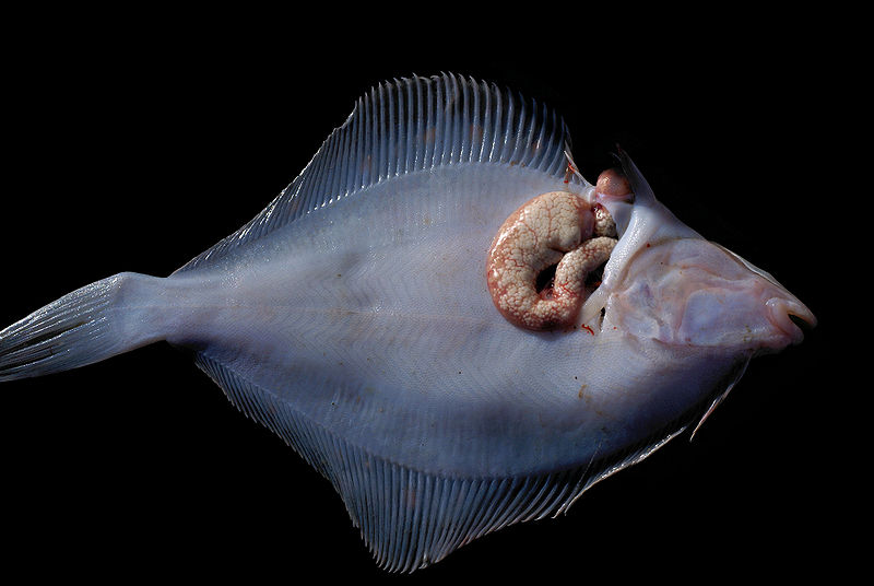 File:800px-Glugea stephani.jpg