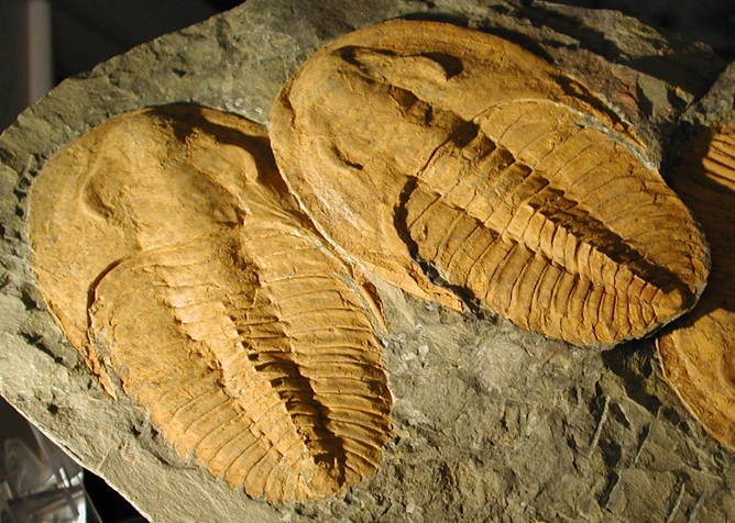 Ficheiro:Cambropallas telesto.JPG