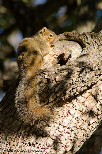 File:FoxSquirrel.jpg