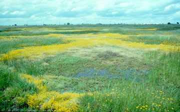 File:VernalPool.jpg
