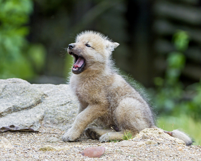 File:White wolf pup.jpg