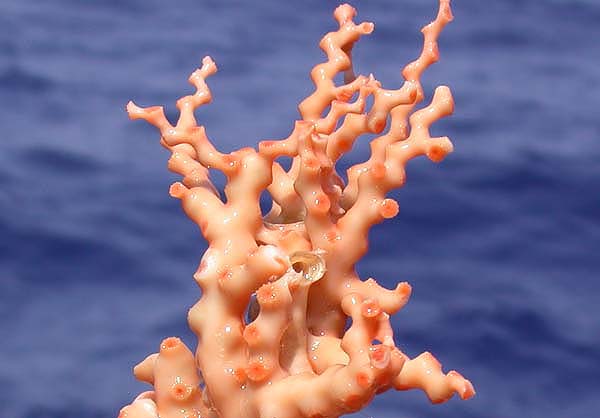 File:Scleractinia2.jpg