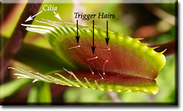 File:DioniaTriggerHairs.png