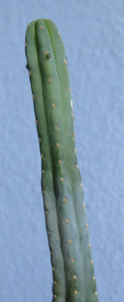 File:246px-San pedro.jpg