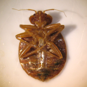File:Ventral View Bedbug.jpg
