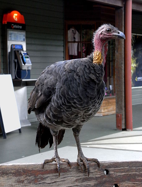 File:Australian Brush-Turkey.jpg