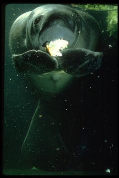 Image of Trichechus manatus.jpg