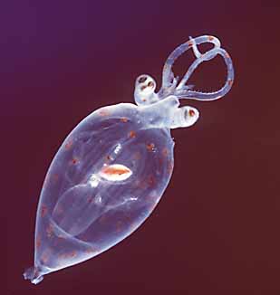 File:Squid-Real.jpg