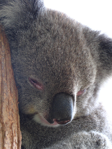 File:54238793 991c2b9ce9.jpg