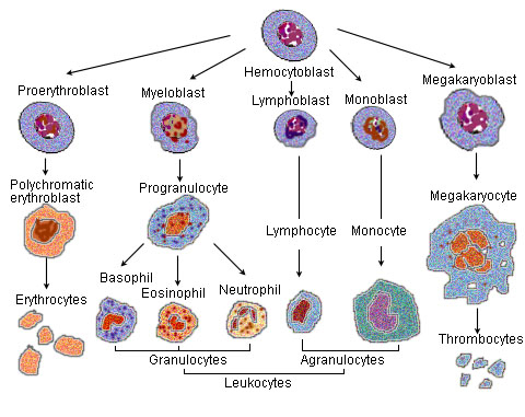 File:Blood cell lineage.jpg