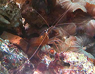 Lysmata wurdermanni.jpg