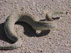 Snakewind.jpg