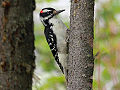 Hairy Woodpecker (picoides villosus) Genus:Picoides