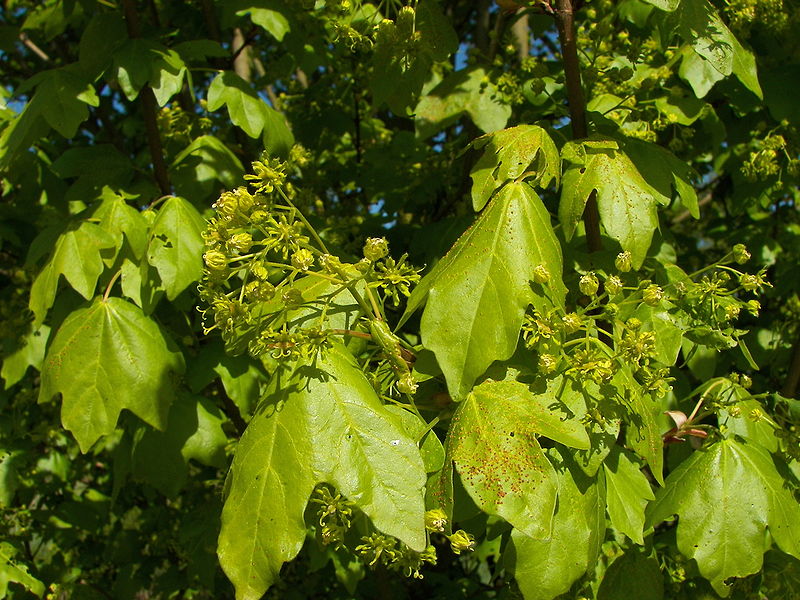 File:Acer campestre 002 MAIN.jpg