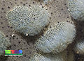 Thumbnail for version as of 06:08, 4 December 2012