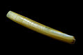 Minor jackknife clam (Ensis minor)
