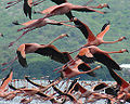 American FLamingo (P. Ruber)