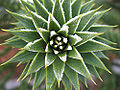 Monkey Puzzle (Araucaria araucana)