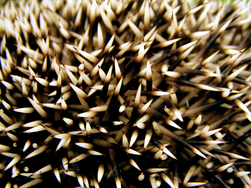 File:Hedgehog skin.jpg