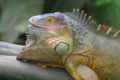 Iguana in the Simon Bolivar Zoo in San Jose