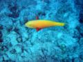 Steephead Parrotfish