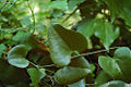 Stracciabraghe (Smilax aspera)