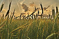 Thumbnail for version as of 04:10, 26 May 2009