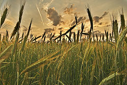 Sunsetting Rye.jpg