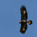 Golden eagle (Aquila Chrysaetos)
