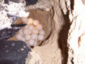 Eggs of leatherback sea turtle