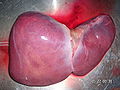 Thumbnail for version as of 06:08, 27 March 2009