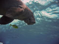 Thumbnail for version as of 00:18, 20 January 2008