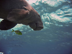 Dugong-fish.jpg