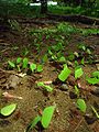 Leafcutter ants (Atta colombica) Subfamily: Myrmicinae