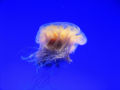 Lion's Mane Jellyfish