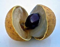 Longan Fruit.jpg