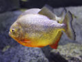 Red-Bellied Piranha (P. nattereri)