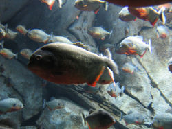 Piranhaschool.jpg
