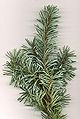 Rocky Mountain Douglas-fir Pseudotsuga menziesii