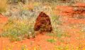 This is a smaller Termite mound that is only about a tad bit smaller than the surrounding grass