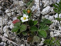 Strawberry flower.jpg